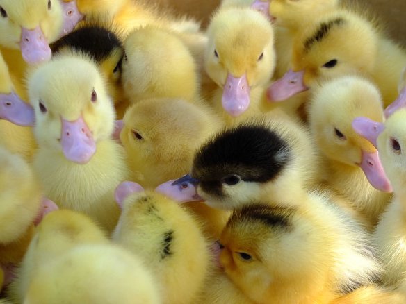 Ducklings