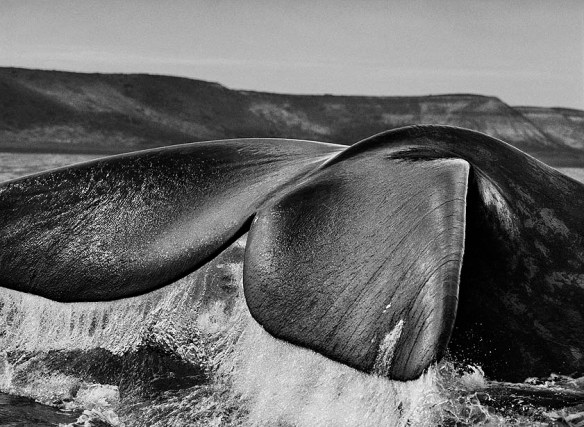 la_ca_0408_sebastiao_salgado