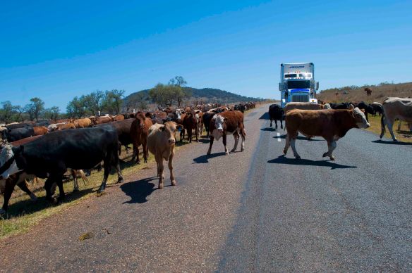 Cattle on road
