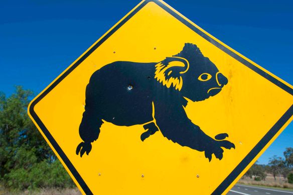 Koala sign