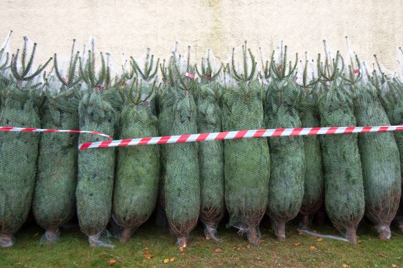 Christmas Trees