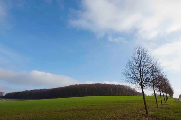 Trees and clump of trees