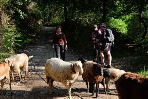 julie and donna with sheep