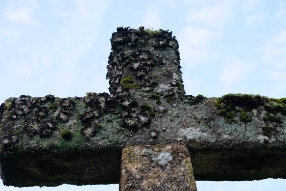 lichen on crosses