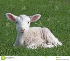lamb