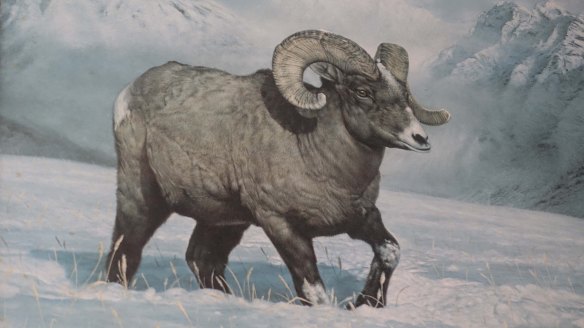bison
