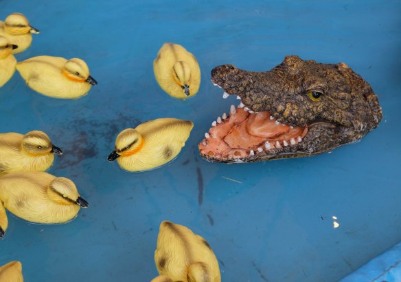 Croc with ducks