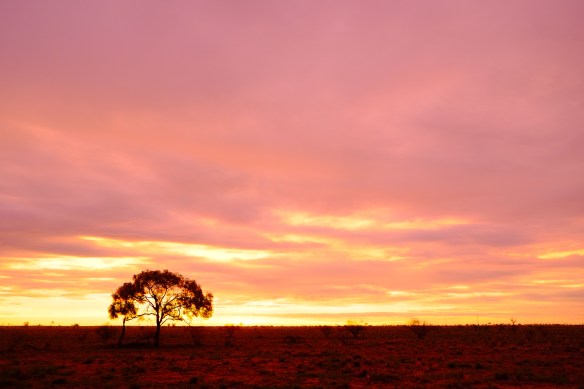 tree on plain at sunset