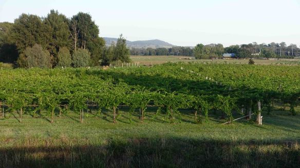vineyards on edge of town