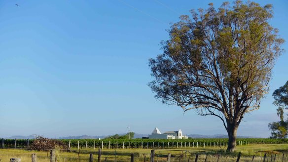 winery & tree