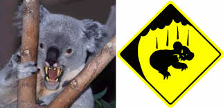 drop bear