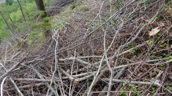 Timber crossing our path