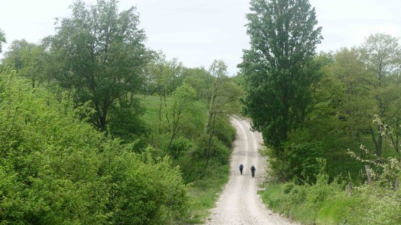 Walking through woods
