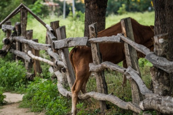 best of India Bhutan-3-2