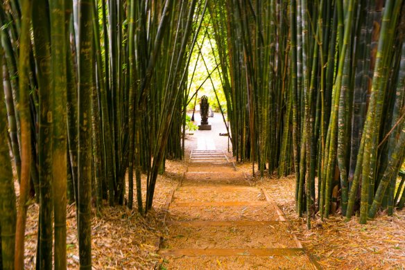 Crystal Castle bamboo grove-1