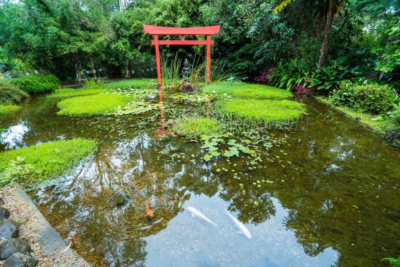 Crystal Castle fish in pond-1