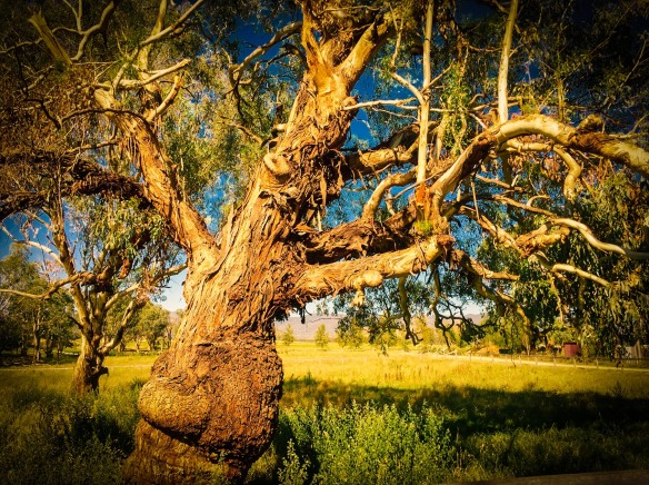 Old tree in Mudgee-1